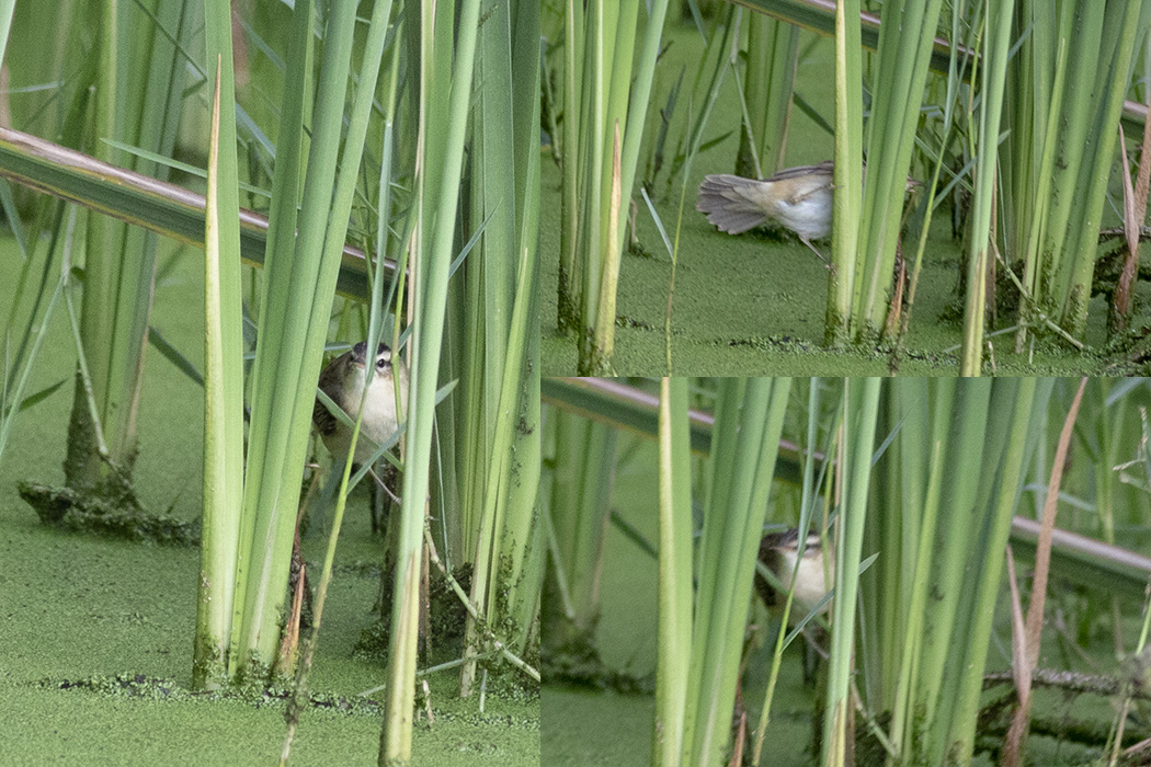 Sedge Warbler
